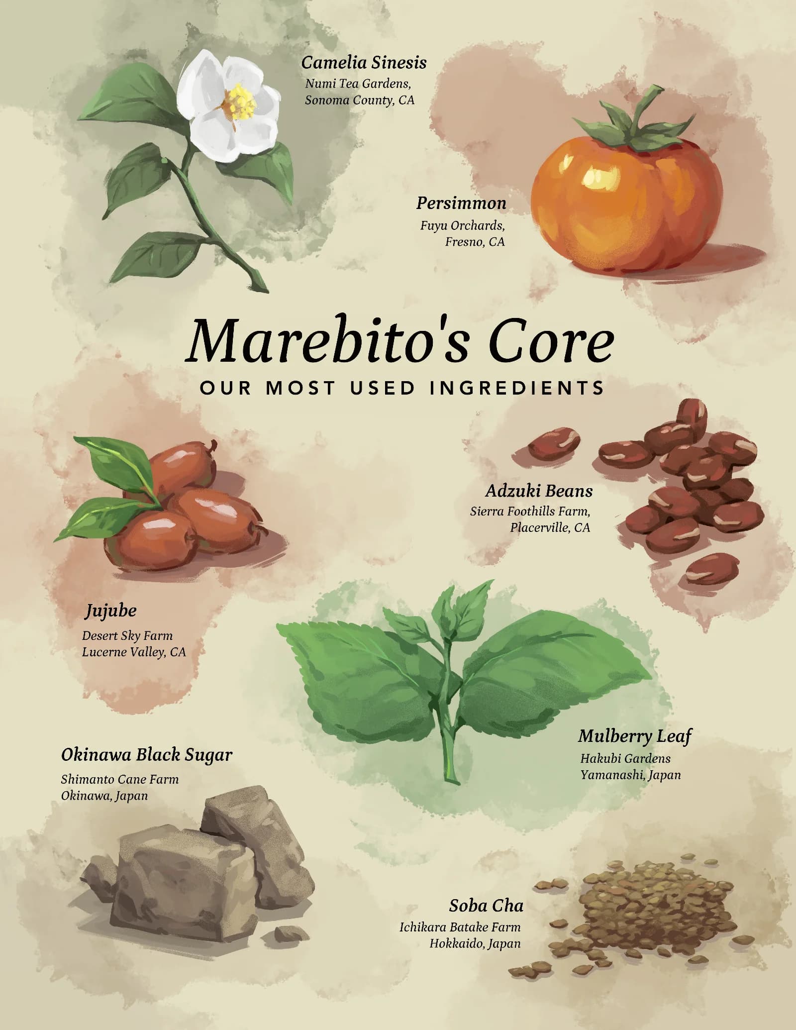 Watercolor painted composition of an ingredient list for a local cafe. Camelia Sinesis, Persimmon, Aduki Beans, Jujube, Okinawa Black Sugar and Soba Cha