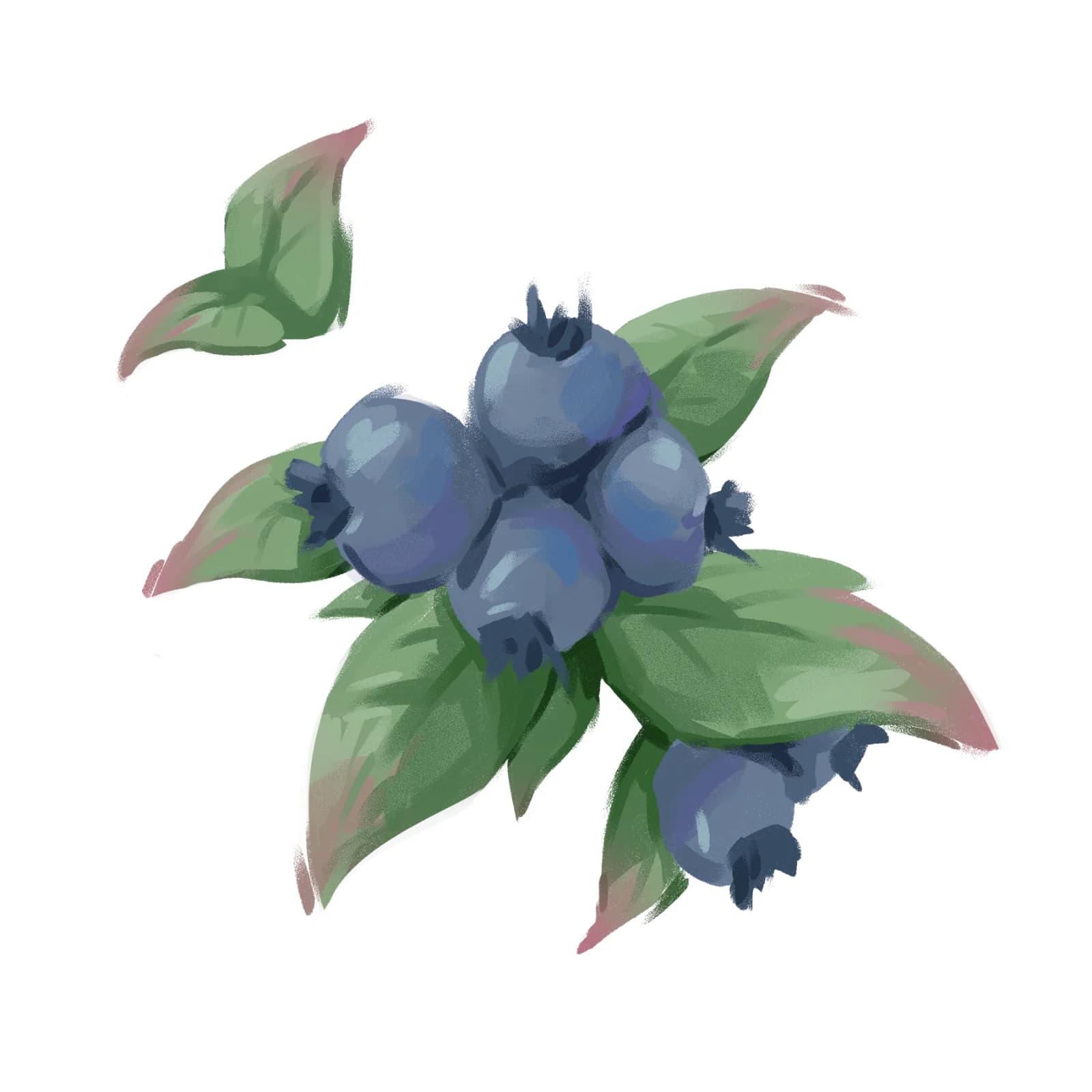 Still life illustration of a cluster of blueberries on the branch with leaves